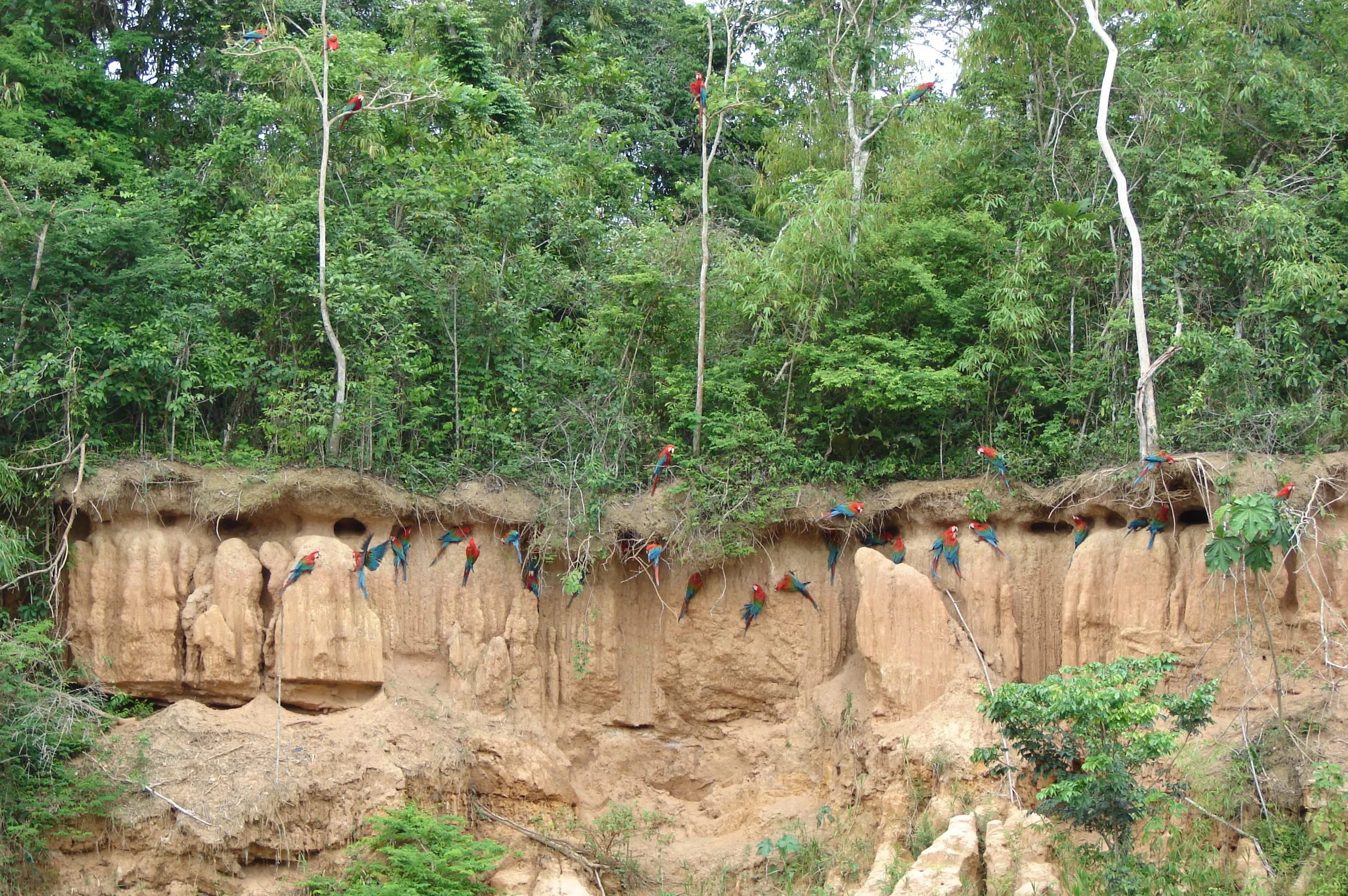 Selva Tropical – Posada Amazonas 4 días 7