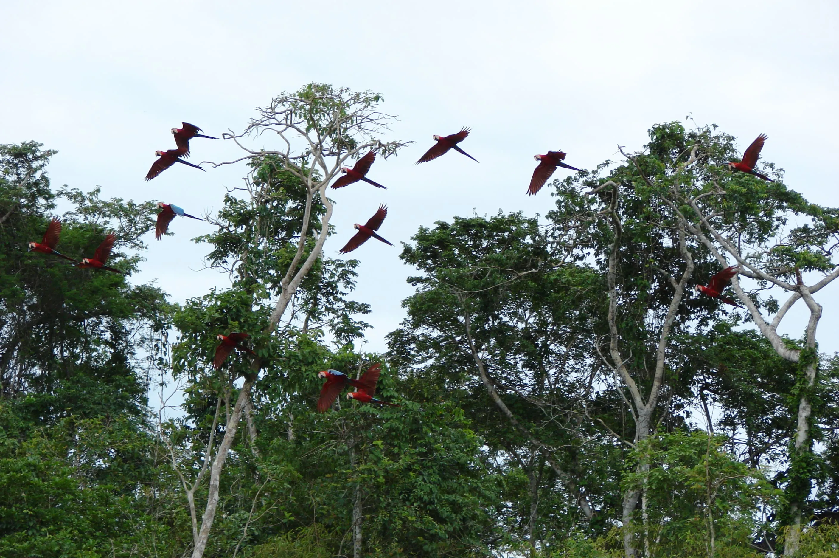 Selva Tropical – Posada Amazonas 4 días 8